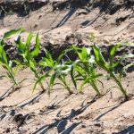 کاربرد گوگرد در کشاورزی ؛ آیا از گوگرد در کشاورزی استفاده کنیم؟ چه زمانی؟