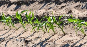 روش صحیح آبیاری در زمین‌هایی با آب و خاک شور به چه صورت است؟