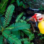 یخ آب زمستانه چیست و چه کاربردهایی دارد؟