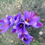 نکات مهم در انتخاب نهال