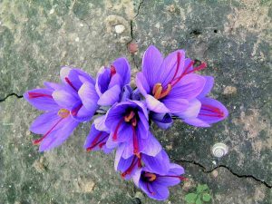 محلول پاشی زعفران + راهنمای کامل زمان و نحوه انجام آن