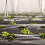 نکات مهم در رابطه با کشت زیر پلاستیک + باید ها و نباید ها و روش انجام کار