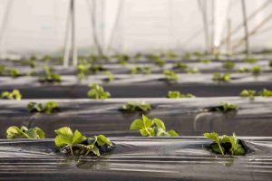 نکات مهم در رابطه با کشت زیر پلاستیک + باید ها و نباید ها و روش انجام کار