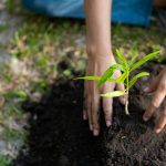 نکات مهم در انتخاب نهال