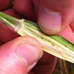 شاخص سطح برگ (LAI) چیست و کاربرد آن در کشاورزی کدام است؟