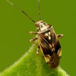 راه های افزایش درشتی میوه درختان کدام است؟