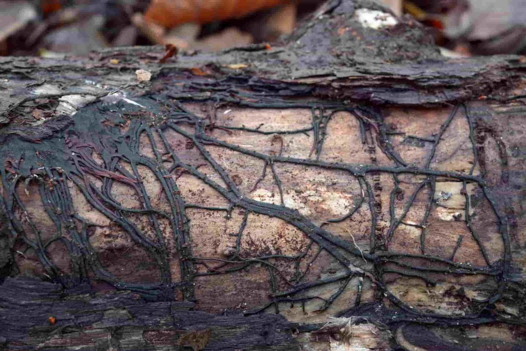 آسیب ایجاد شده زیر پوست درخت مرده توسط پوسیدگی ریشه قارچ آرمیلاریا