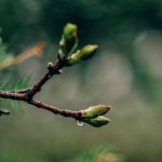 بهترین زمان کوددهی درختان چه موقعی است؟