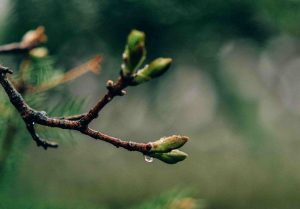 بهترین زمان کوددهی درختان چه موقعی است؟