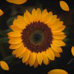 بهترین روش کاشت آفتابگردان (Helianthus annuus)