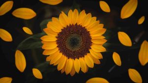 بهترین روش کاشت آفتابگردان (Helianthus annuus)