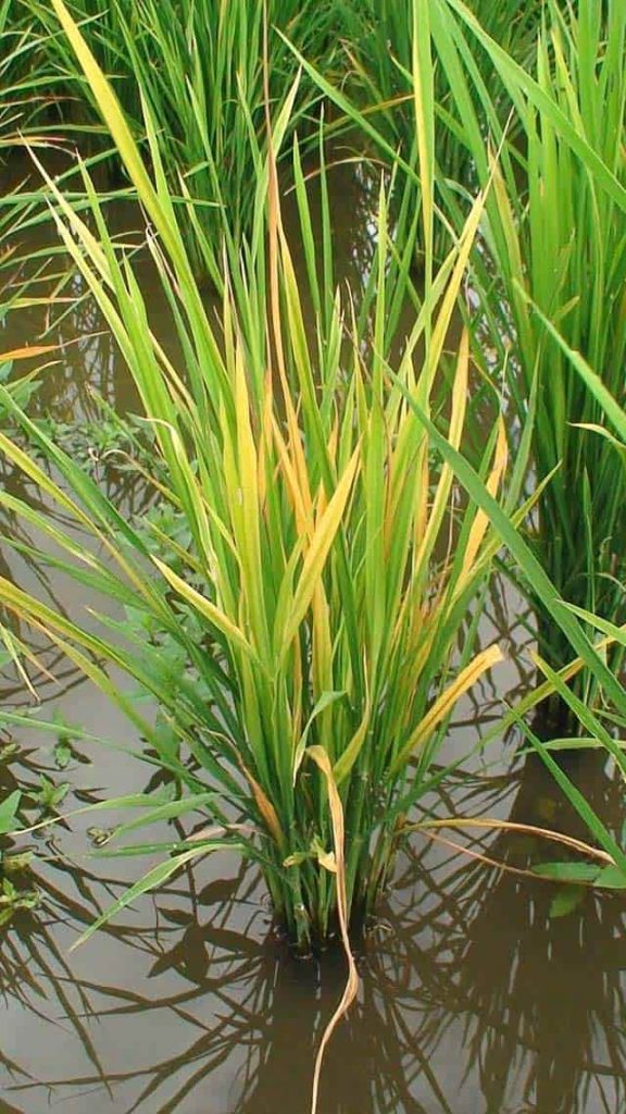 گیاه برنج درگیر بیماری تونگرو