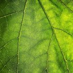 معرفی مهمترین بیماری های برگی درختان