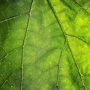 معرفی مهمترین بیماری های برگی درختان