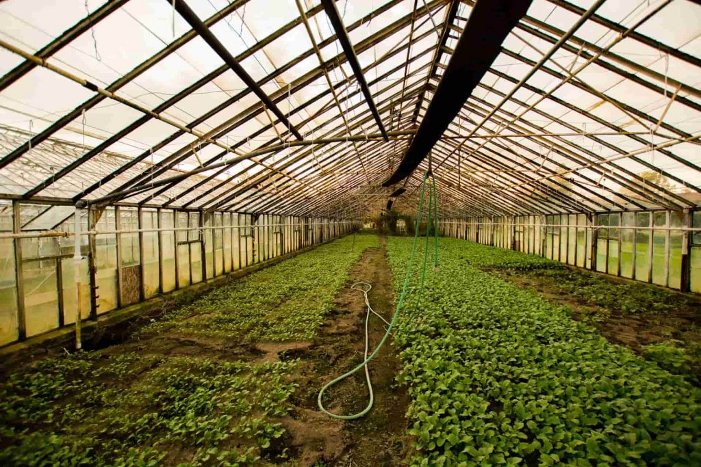 اقدامات پاییزی مهم برای گلخانه ها