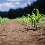 اقداماتی که کشاورزان باید در فصل پاییز انجام دهند - معرفی کامل