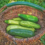 معرفی 0 تا 100 روش کاشت کدو سبز