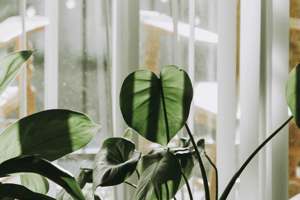 در فصل پاییز چگونه از گیاهان آپارتمانی مراقبت کنیم؟