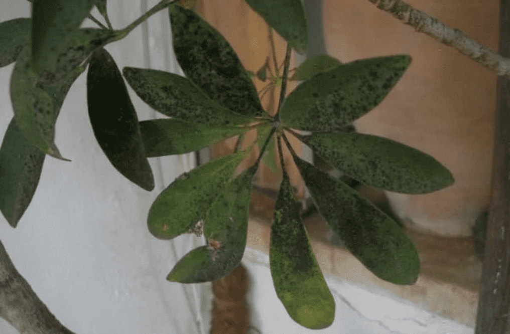 بیماری کپک دوده ای گیاهان آپارتمانی