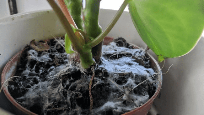 بیماری قارچ سفید گیاهان آپارتمانی