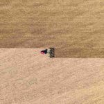 بیماری های رایج گیاهان آپارتمانی کدامند؟ راهنمای شناسایی و درمان