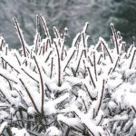 گیاهان مناسب برای کشت در زمستان کدامند؟ معرفی کامل