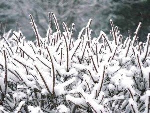 گیاهان مناسب برای کشت در زمستان کدامند؟ معرفی کامل