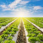 اهمیت پایش مزارع کشاورزی؛ برای پایش مزارع چه راه هایی وجود دارد؟