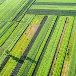 گیاهان مناسب برای کشت در زمستان کدامند؟ معرفی کامل