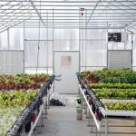 راهنمای کامل اقدامات شروع فصل بهار در گلخانه ها