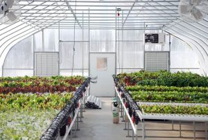 راهنمای کامل اقدامات شروع فصل بهار در گلخانه‌ ها