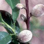 راهنمای کامل اقدامات شروع فصل بهار در گلخانه ها