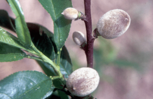 اهمیت فروت ست و کاربردهای آن در کشاورزی