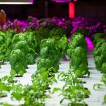 معرفی 20 گیاه مناسب برای کشت هیدروپونیک!