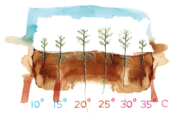 دمای ریشه گیاه