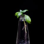 چرا می گوییم دمای ریشه برای گیاهان اهمیت دارد؟