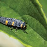 معرفی کامل سموم لاروکش + راهنمای استفاده