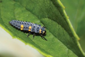 معرفی کامل سموم لاروکش + راهنمای استفاده