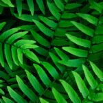 7 گیاهی که در مناطق کم آب می توان کاشت؟