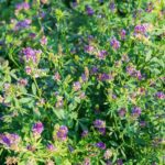 7 گیاهی که در مناطق کم آب می توان کاشت؟