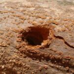 کرم خراط چیست؟ راهنمای کامل مبارزه با آن