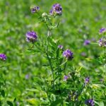 بررسی 15 مورد از آفات مهم یونجه